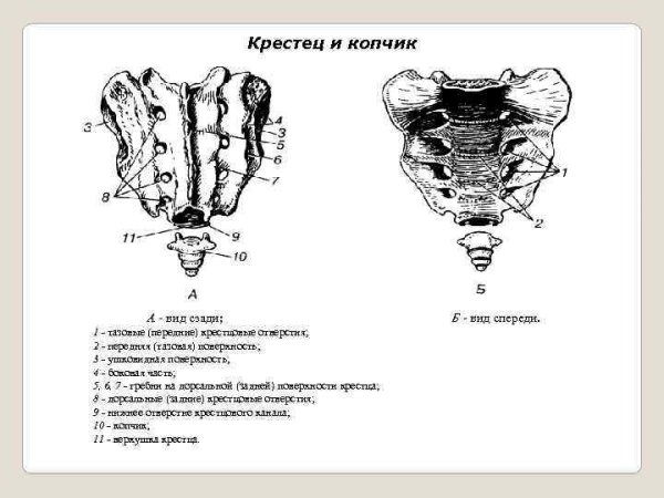 Крестец и копчик анатомия