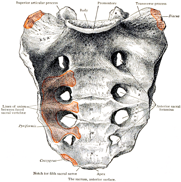 Атлас Синельникова крестец