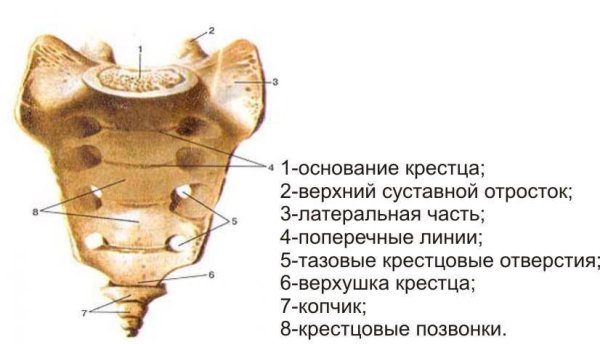 Позвонки анатомия человека крестец
