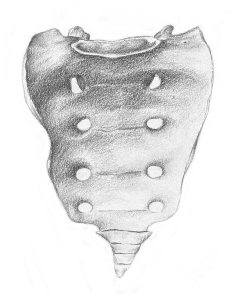 Крестец зарисовка