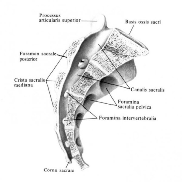 Строение крестца сбоку
