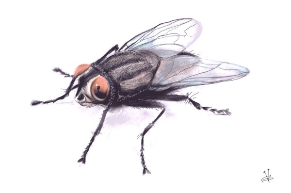 Муха для детей