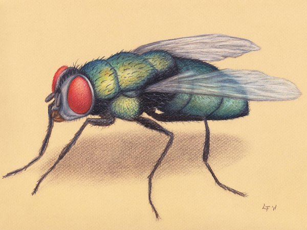Муха рисунок