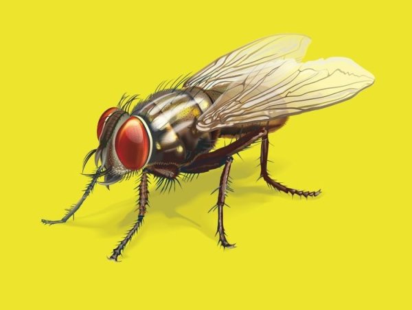 Муха рисунок