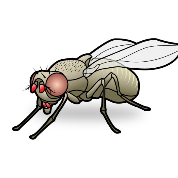 Изображение мухи