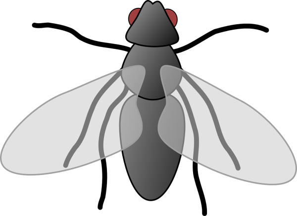 Муха картинка для детей