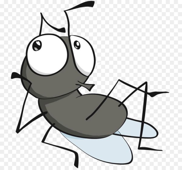 Насекомые Муха для детей