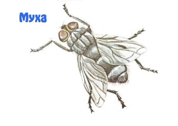 Муха (насекомое)
