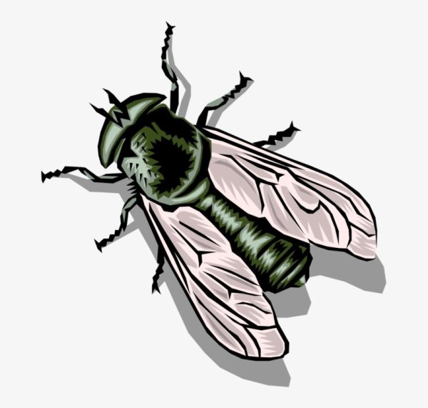 Муха чёрно белая