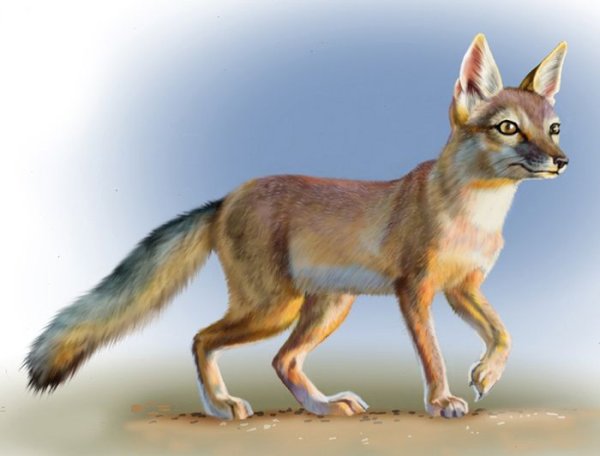 Степная лиса на белом фоне