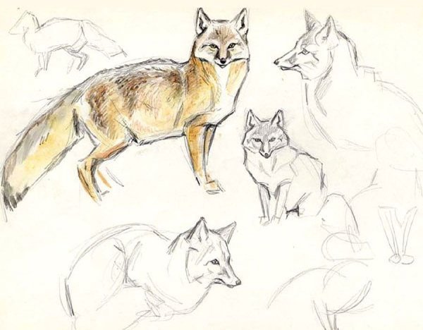 Владимир Смирин портреты зверей Северной Евразии