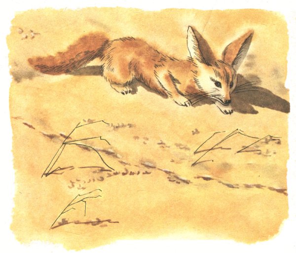 Корсак на белом фоне