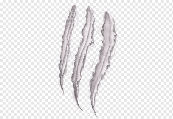 След когтей без фона