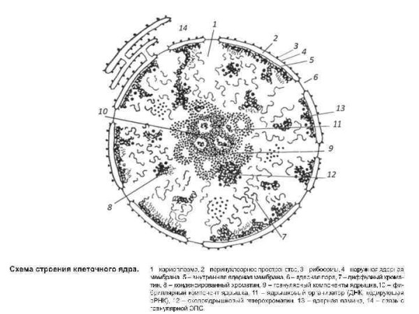 Строение ядра эукариотической клетки схема
