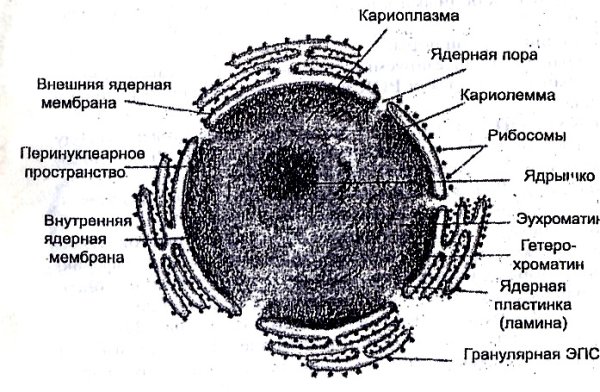 Схема ядра эукариотической клетки