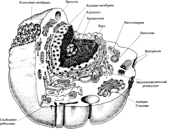 Схема строения эукариотической клетки