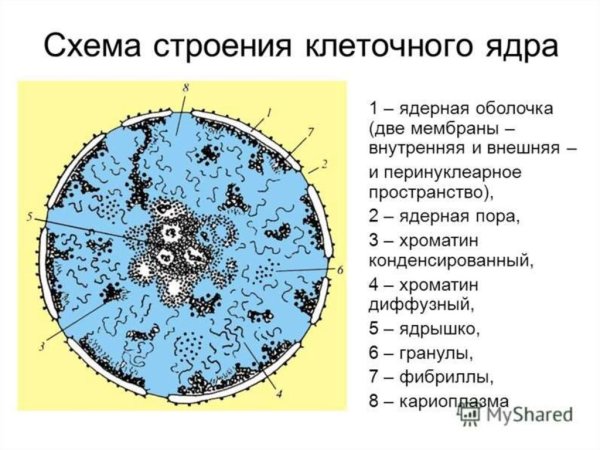 Строение ядра эукариотической клетки