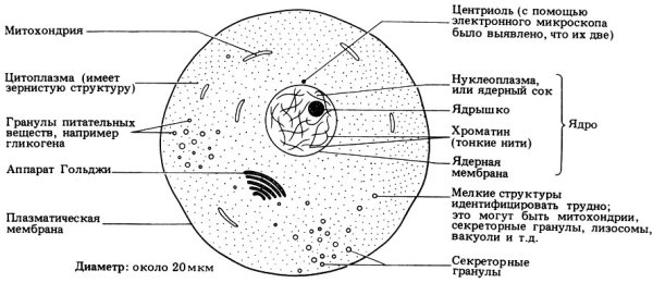 Строение ядра эукариотической клетки схема