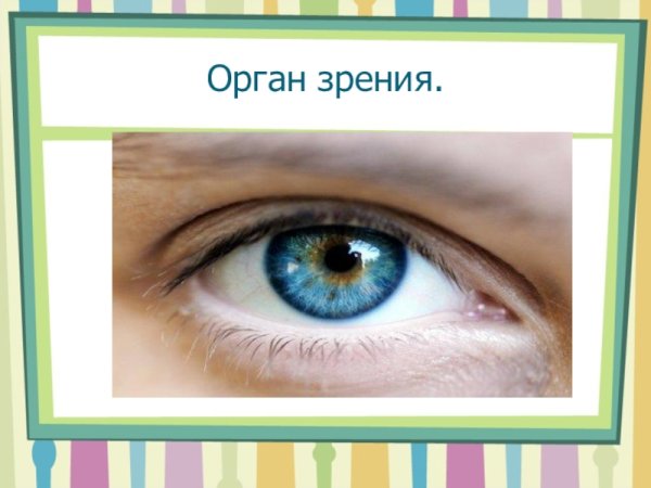 Глаза орган зрения