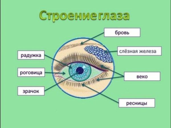 Строение глаза человека для детей