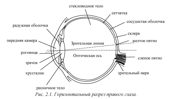 Строение глаза вид сбоку
