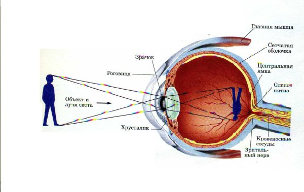 Как работает человеческий глаз