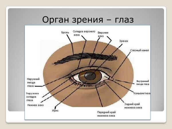 Строение глаза спереди