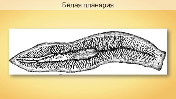 Плоские черви белая планария