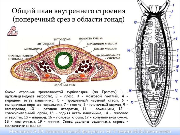 Биология 7 класс системы органов плоских червей