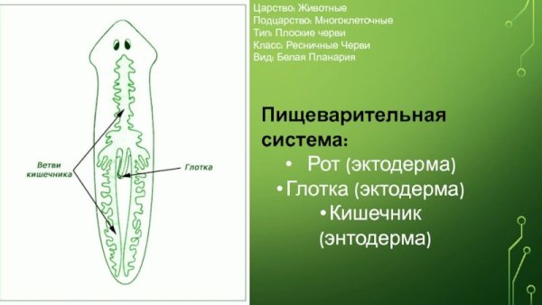 Поперечный срез планарии строение