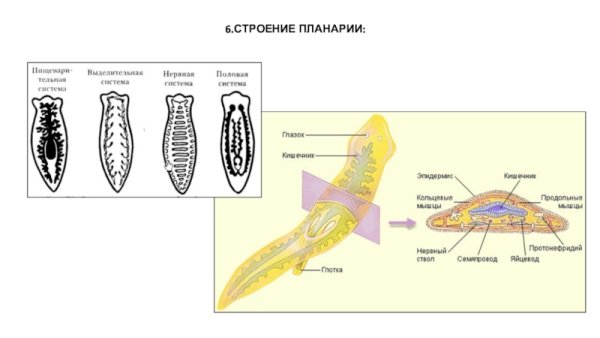Тип плоские черви 7 класс белая планария строение