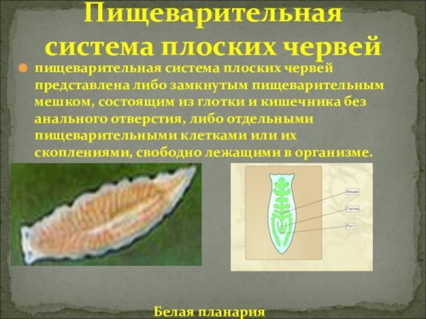 Плоские черви белая планария