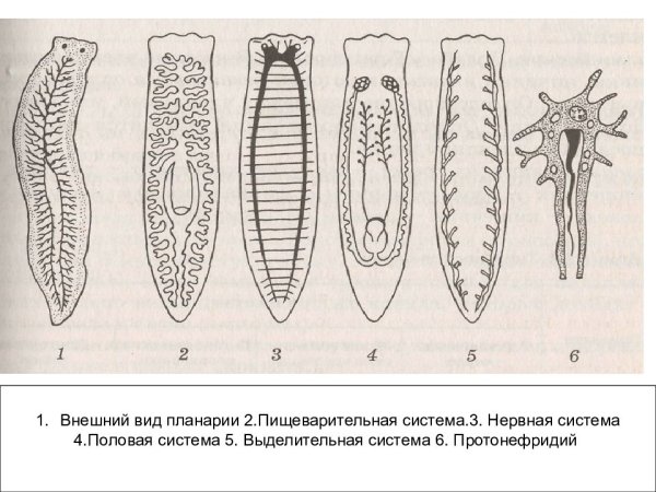 Строение пищеварительной системы плоских червей