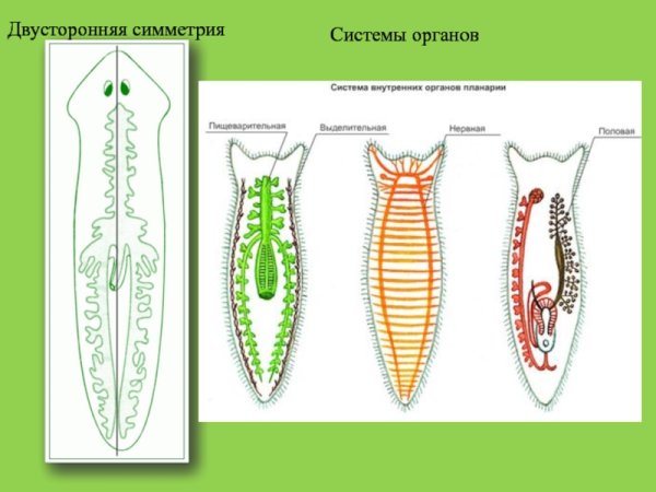 Выделительная система система плоских червей