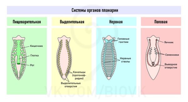 Система органов плоских червей 7 класс