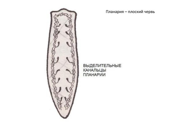 Плоский червь планария черно белая