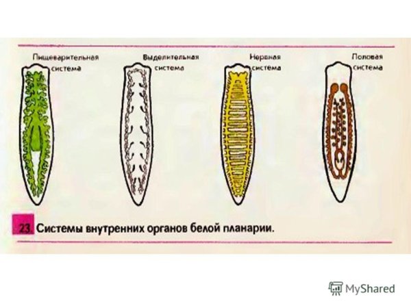 Выделительнаясистемк плоских червей