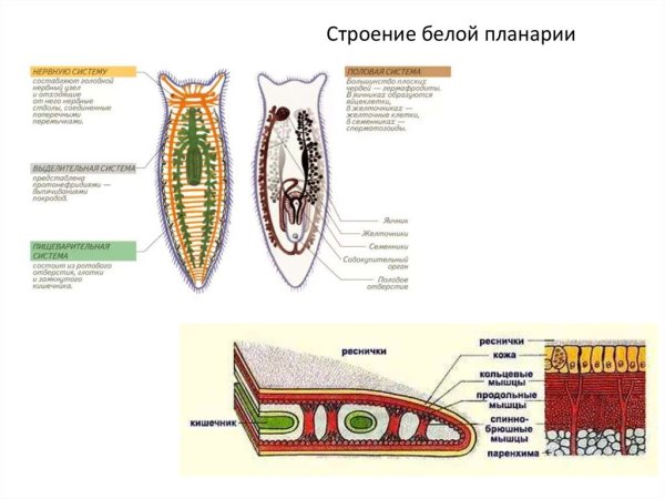 Схема пищеварительной системы планарии