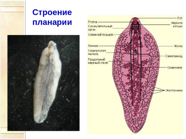 Системы внутренних органов белой планарии