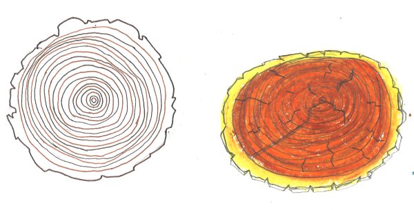 Годовые кольца деревьев вытянуты