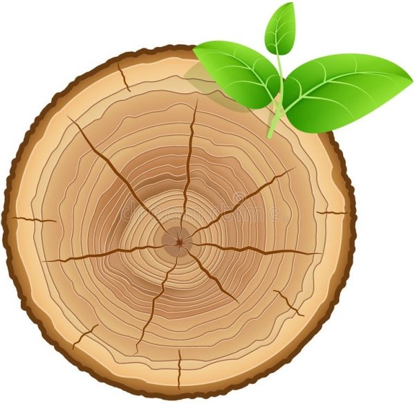 Срез дерева вектор