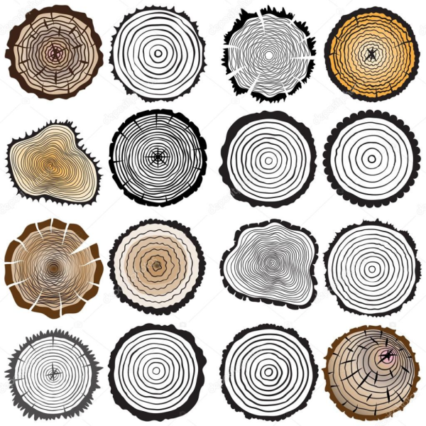 Срез дерева вектор