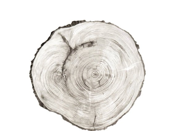 Срез дерева текстура