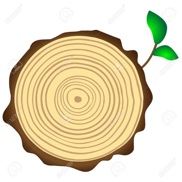 Дерево в разрезе логотип