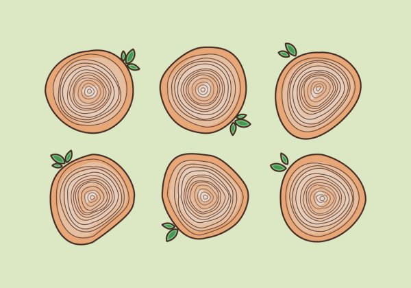 Спил дерева вектор