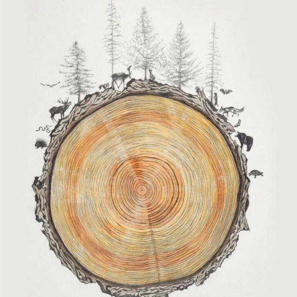 Срез дерева