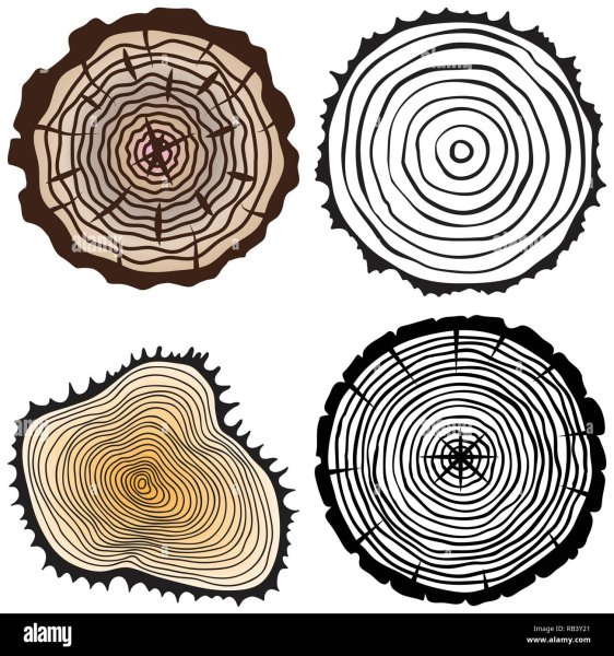 Срез дерева логотип