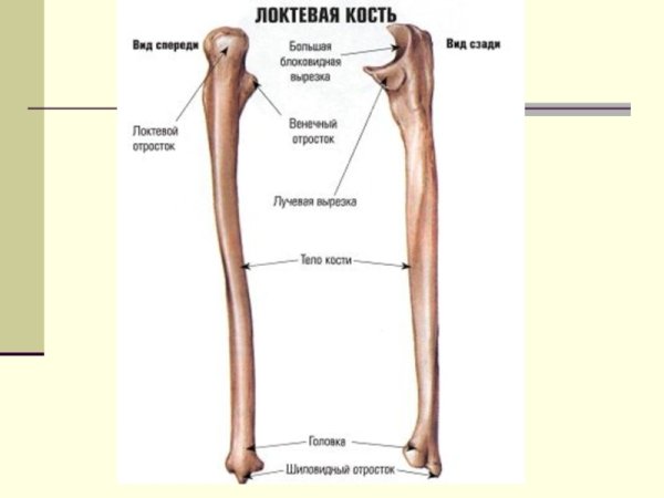 Лучевая и локтевая кость анатомия