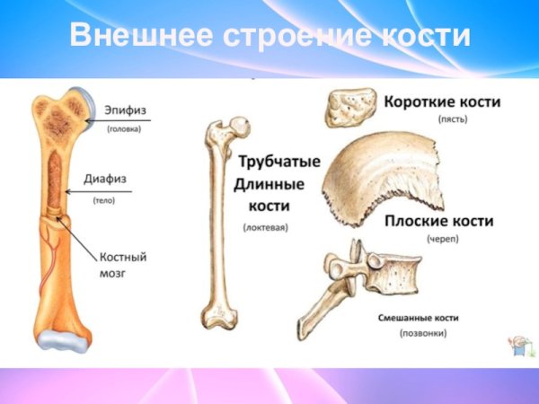 Строение кости человека 8 класс биология