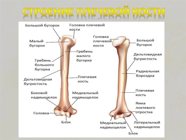 Надмыщелковый гребень плечевой кости